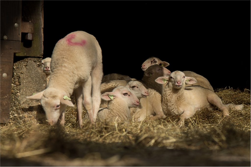 Lammetjes kondigen voorjaar aan