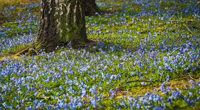 Meer kleur en fleur in de dorpen
