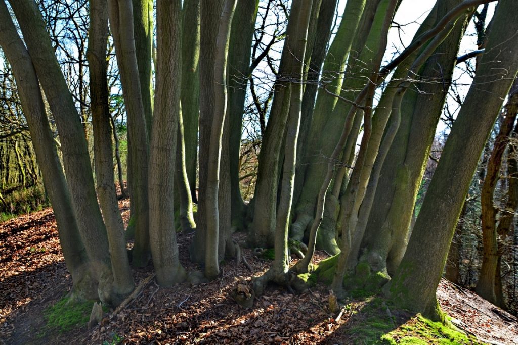 Historische wandeling natuurgebied de Zandhegge