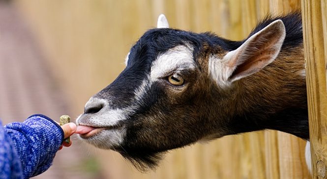Voorjaarsactiviteit bij Kinderboerderij Laag Buurlo