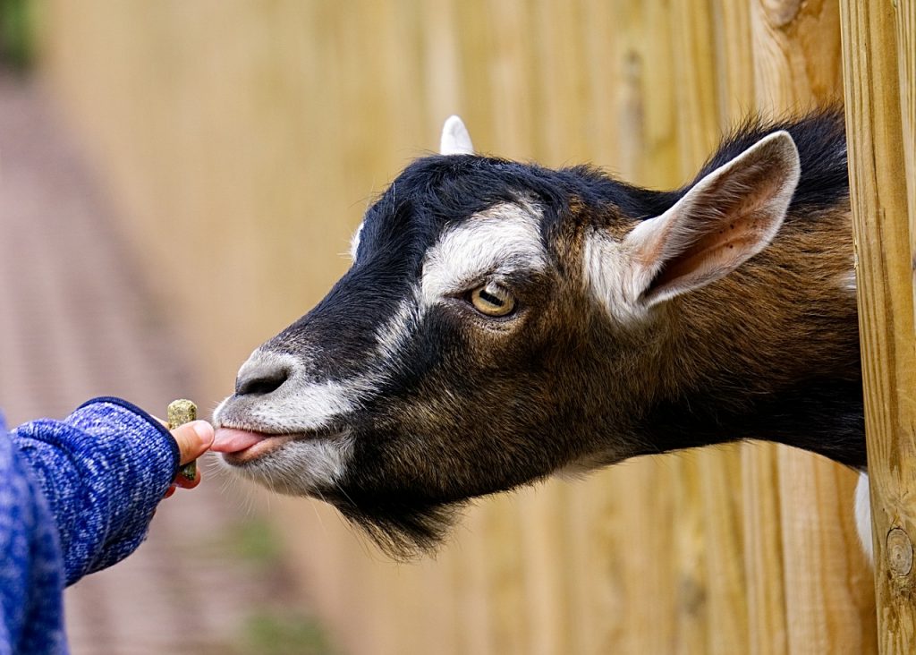 Voorjaarsactiviteit bij Kinderboerderij Laag Buurlo