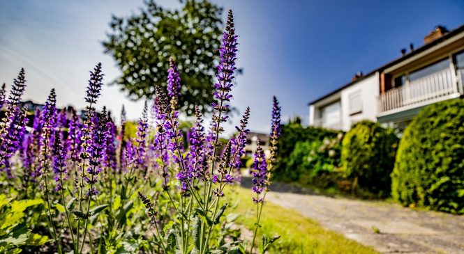 Groeninitiatief: samen doen in het groen