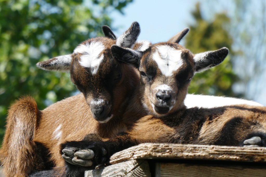 Zomeractiviteit bij Kinderboerderij Laag Buurlo