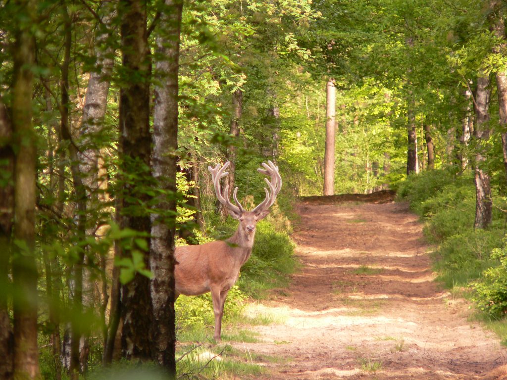 Wandeling natuur en cultuurhistorie door het Orderbos