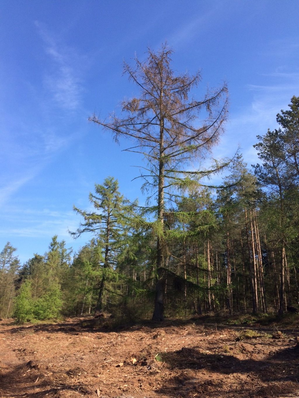 Lariksbastkever tast bomen Loenermark en Bruggelen aan