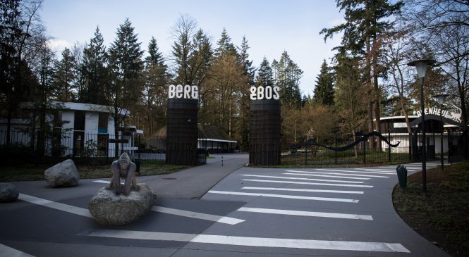 Gorilla Bongo keert terug naar Apenheul