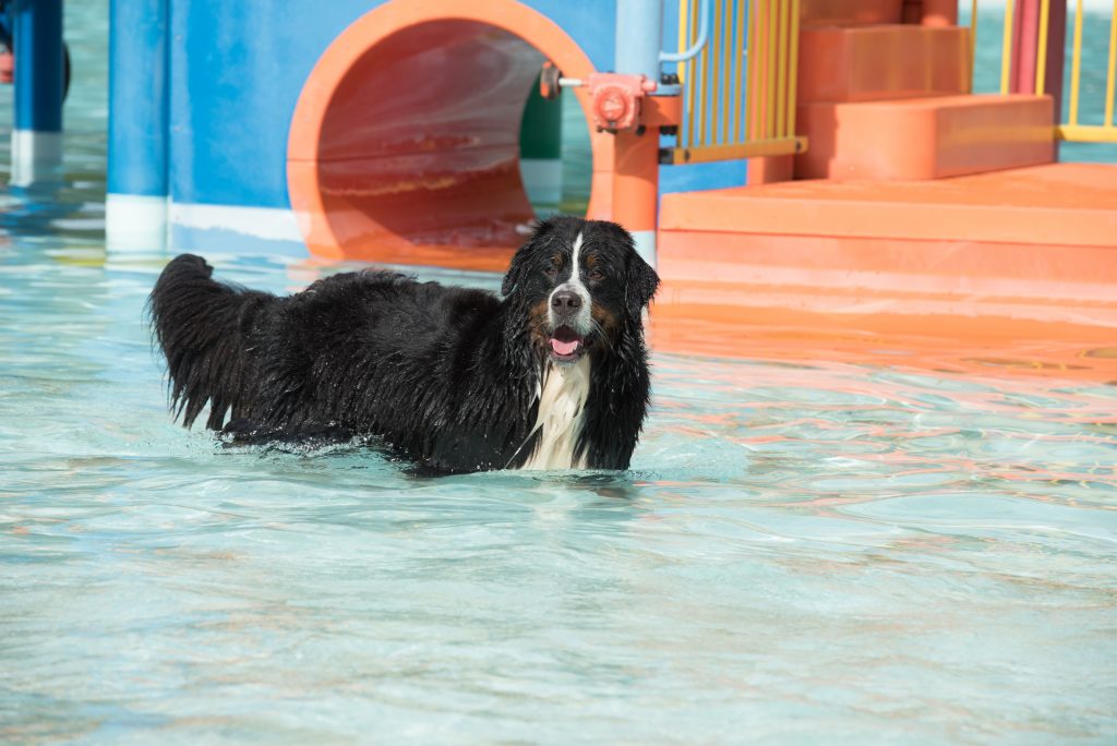 Hondenzwemmen in het Boschbad