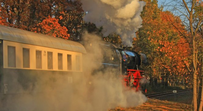Bonte herfststoom op de Veluwe