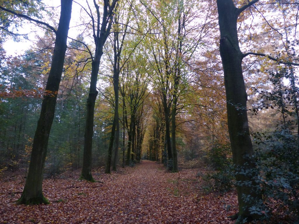 Herfstwandeling in bosgebied de Zandhegge