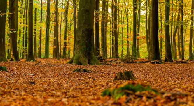 Herfst of de Loenermark