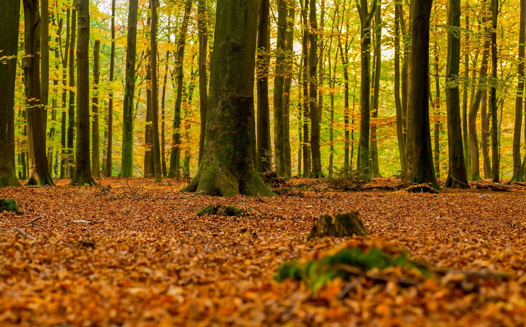 Herfst of de Loenermark