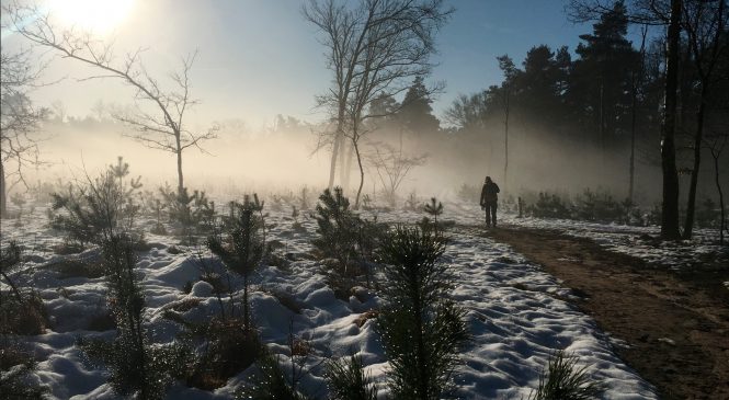 Naaldbomenwandeling Loenermark