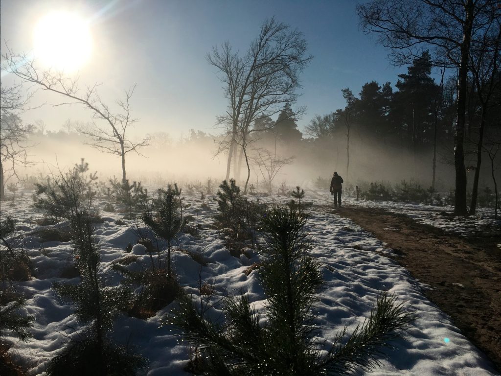 Naaldbomenwandeling Loenermark