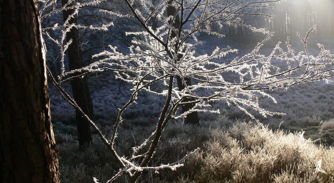 Winterwandeling Zandhegge