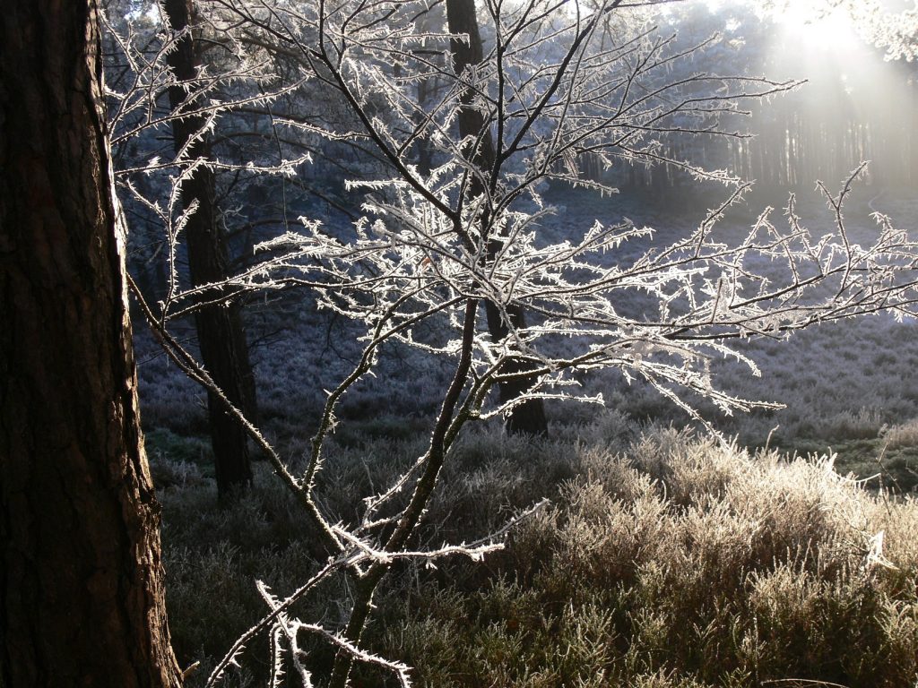 Winterwandeling Zandhegge