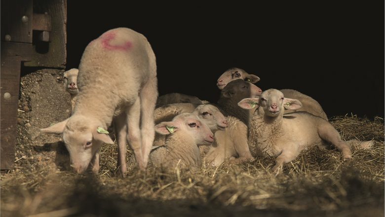 Lammetjesdag Loenermark op 15 maart afgelast