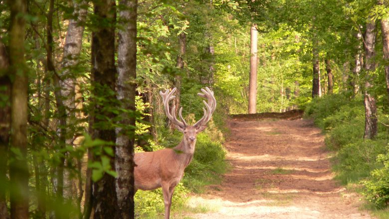 Wandeling cultuur en historie in het Orderbos