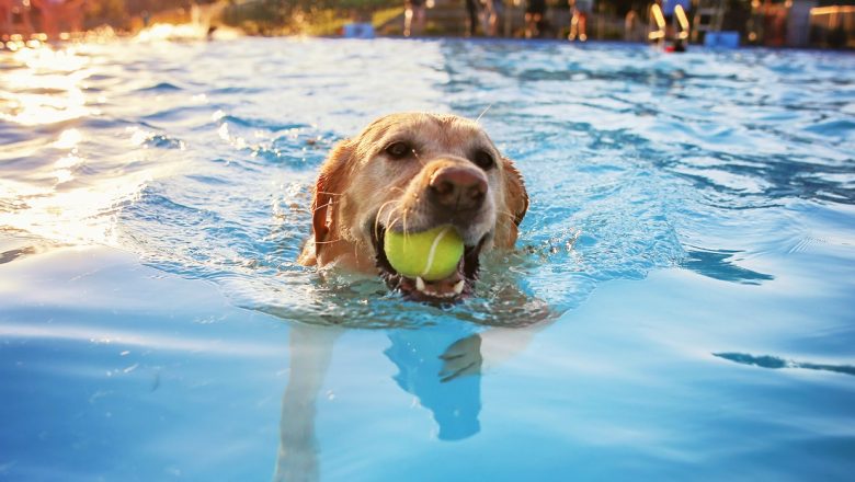 Boschbad sluit seizoen af met hondenzwemmen