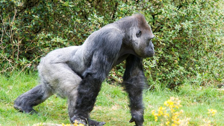 Gorillababy in Apenheul op komst: zilverrug Bao Bao zorgt voor zijn eerste nakomeling!