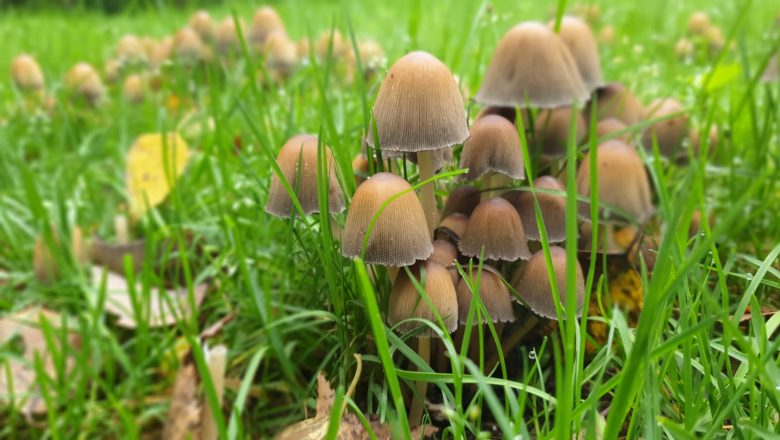 IVN paddenstoelenroute op 18 oktober 2020