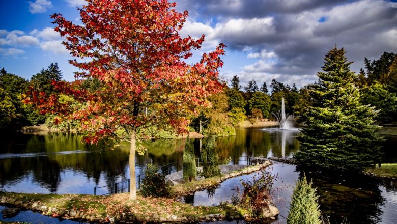 Groot onderhoud vijver park Berg en Bos