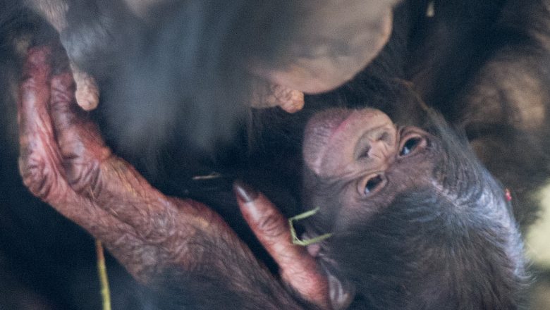 Bonobo geboren in Apenheul!