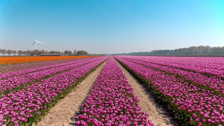 Uitnodiging voor webinar op vrijdag 19 februari over risico’s van bollenteelt.