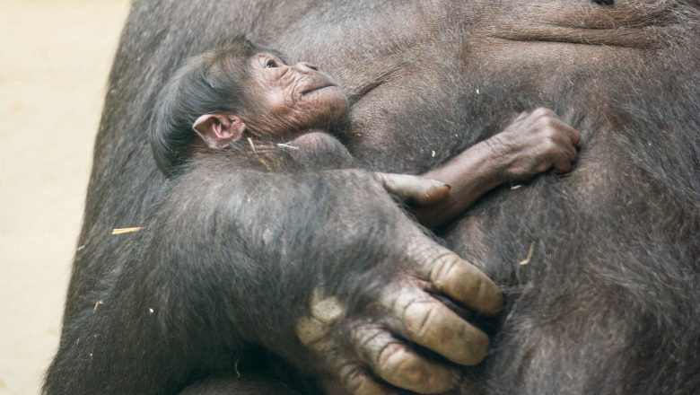 50e gorilla geboren in Apenheul tijdens 50-jarig jubileum!