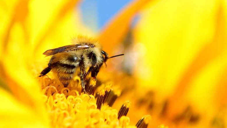 Ben jij ook klaar met corona? Help dan mee en red onze biodiversiteit