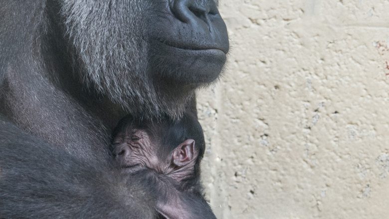 Naamverkiezing voor de 50e gorillababy van Apenheul