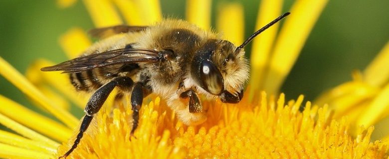 Crowdfunding Kinderboerderij Laag Buurlo: De bij hoort er bij!