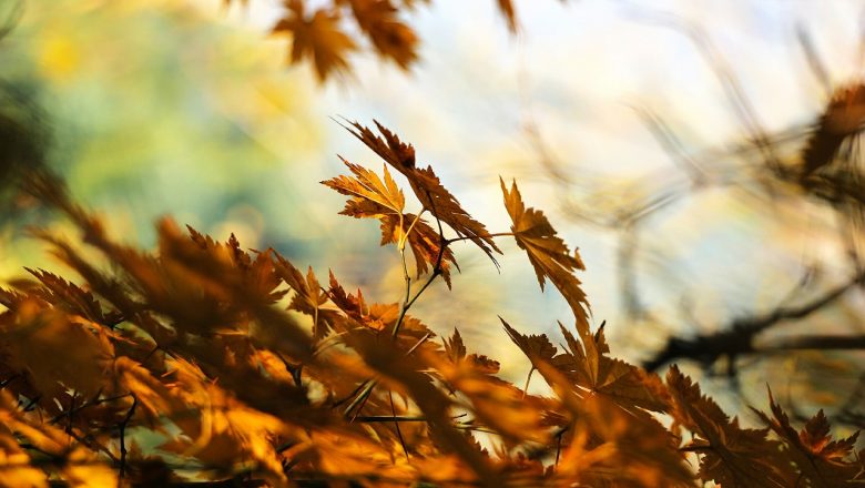 Roots herfstprogramma in de natuur op de Bosweide