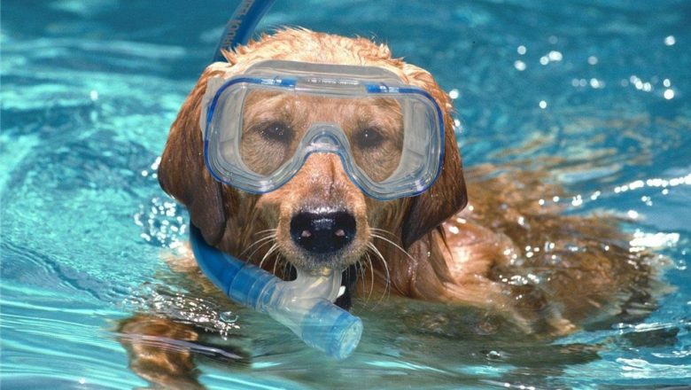 Ook dit jaar weer hondenzwemmen in het Boschbad