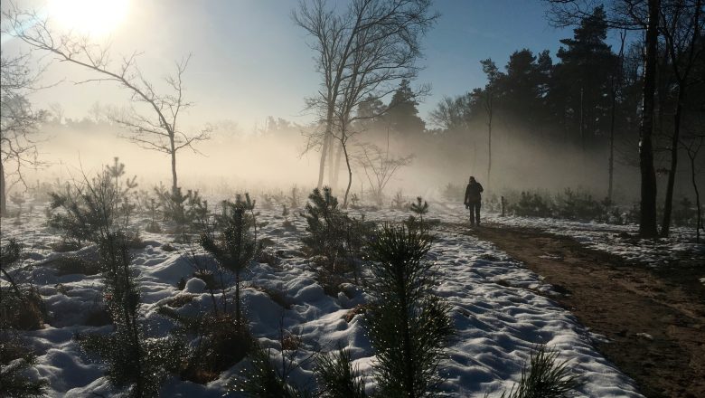 Excursie naaldbomen, Loenermark