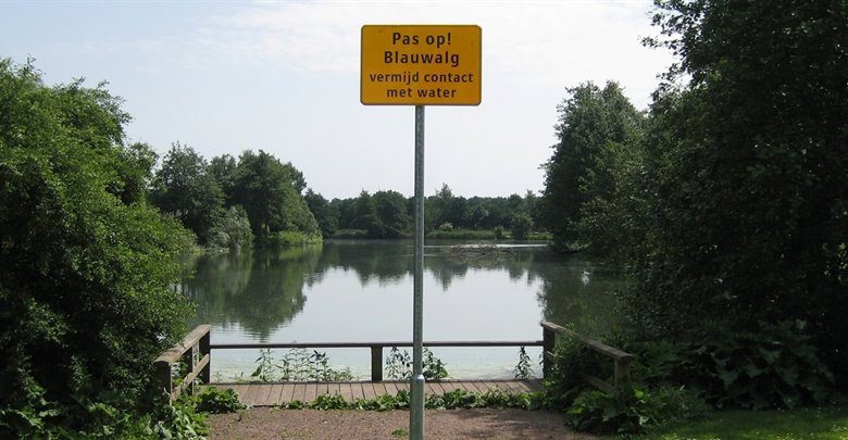 Blauwalg in de vijver van het zuiderpark