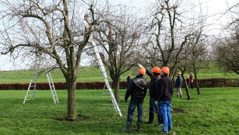 Vrijwilligers gezocht voor het behoud van hoogstamboomgaarden Apeldoorn