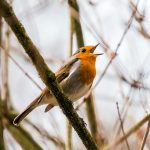 Vogelzang excursie in natuurgebied Bruggelen