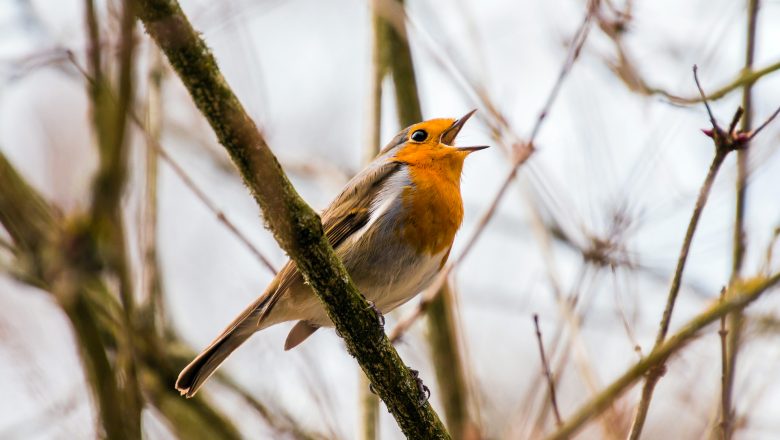 Vogelzang excursie in natuurgebied Bruggelen