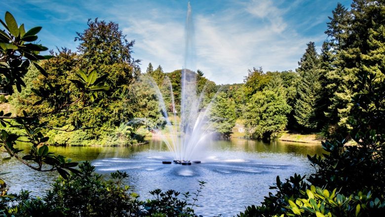 Royale boomkunst verbindt cultuur en natuur in Stadspark Berg & Bos