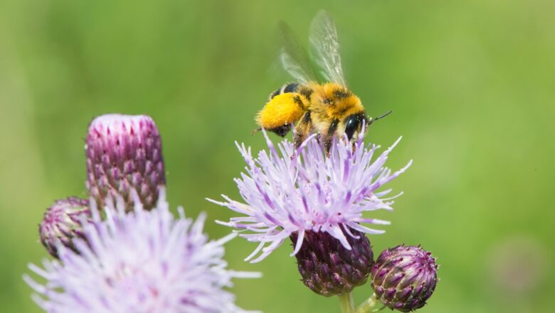 Inspiratieavond Bloeiend Bijenlandschap op 29 juni