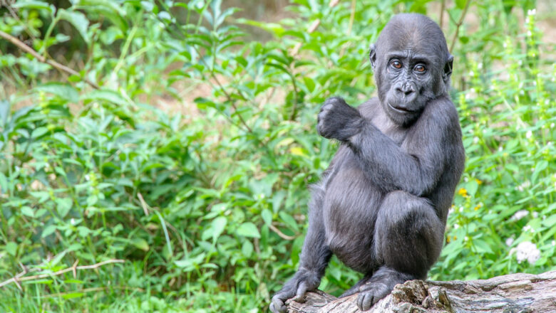 ‘Adopteer een aap’ bij Apenheul