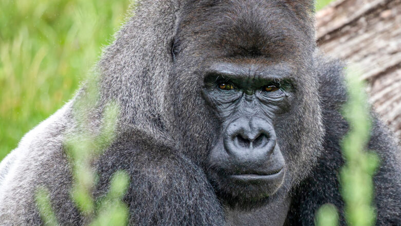 Nieuwe gorillaleider in Apenheul