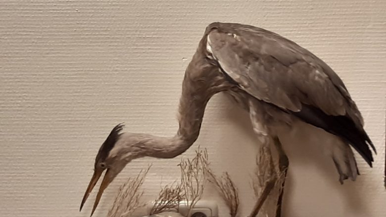 Vogeltentoonstelling bij Aardbalans: leer en bewonder de luchtacrobaten van de natuur