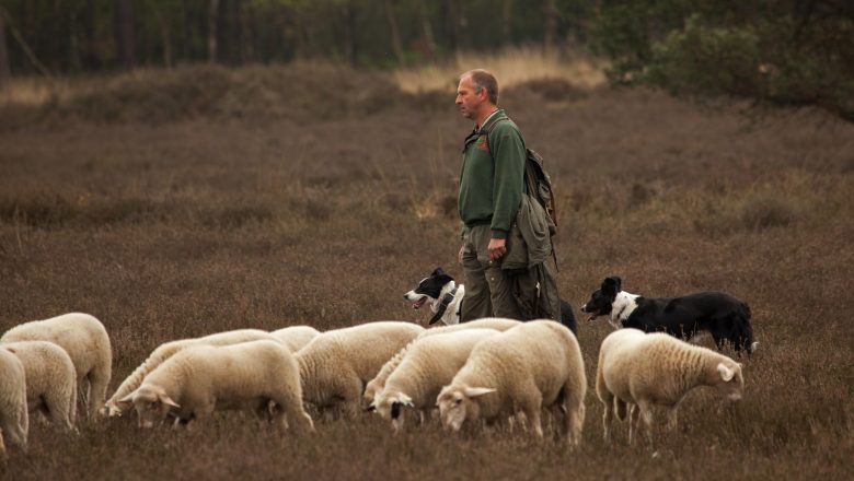 Lammetjes kijken bij de herder op de Loenermark
