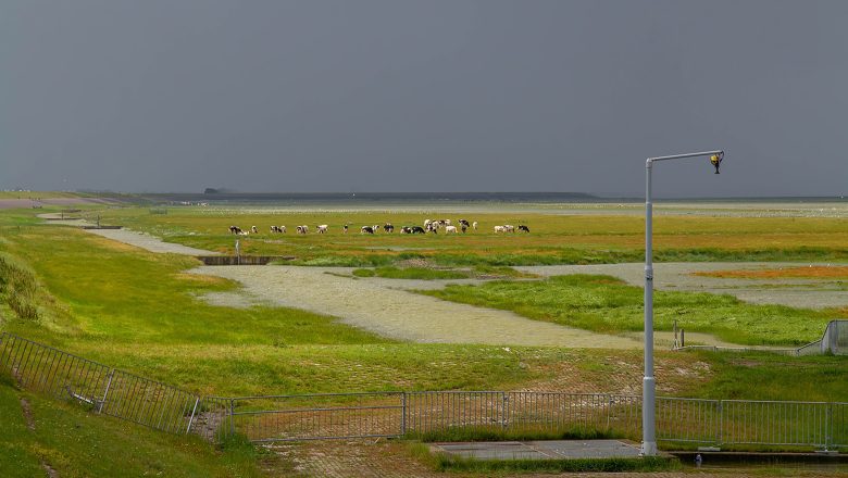 Nieuwe expositie ‘Kunst in Zuid’ bij dok Zuid: natuur, fantasie en verfijnde lijnen