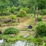 Apenheul heeft grootste gorilla-familiegroep van Nederland