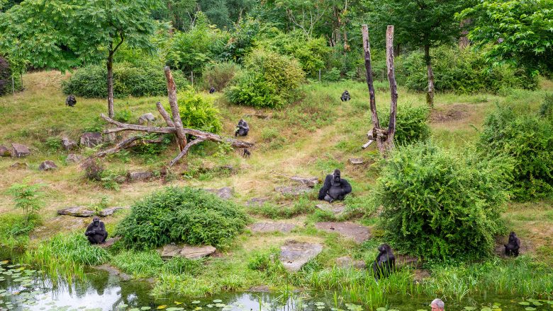 Apenheul heeft grootste gorilla-familiegroep van Nederland