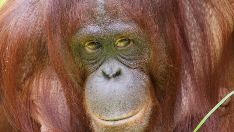 Orang-oetan Samboja overleden in Apenheul