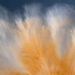 Nieuwe tentoonstelling in CODA Museum: De paddenstoel aan het einde van de wereld