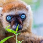 Apenheul speelt hoofdrol in Europees programma voor behoud blauwoogmaki’s